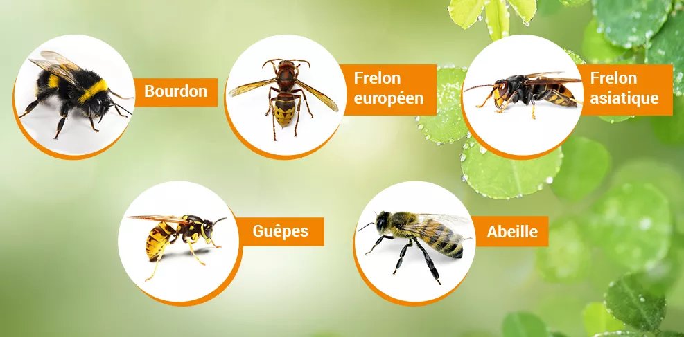 Formation lutte contre les hyménoptères